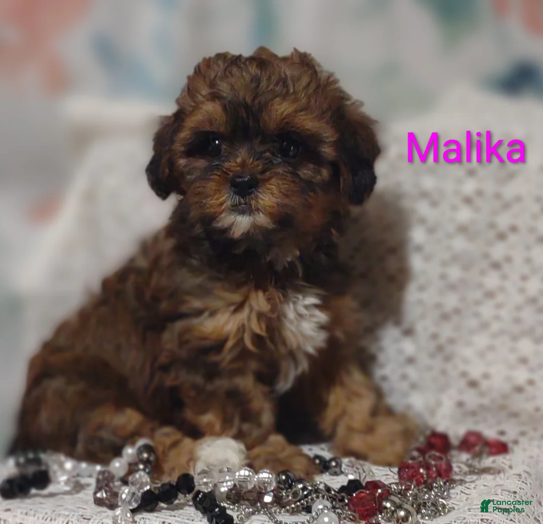 Shihpoo dogs for sale: Shihpoo Puppy 6 Malika  - Ad 1