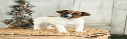 Jack Russell Terrier dogs for sale: Cookie - Ad 3