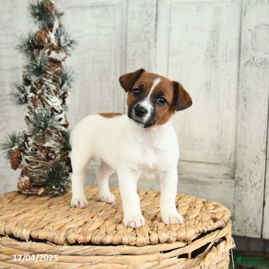 Jack Russell Terrier dogs for sale: Cookie - Ad 3