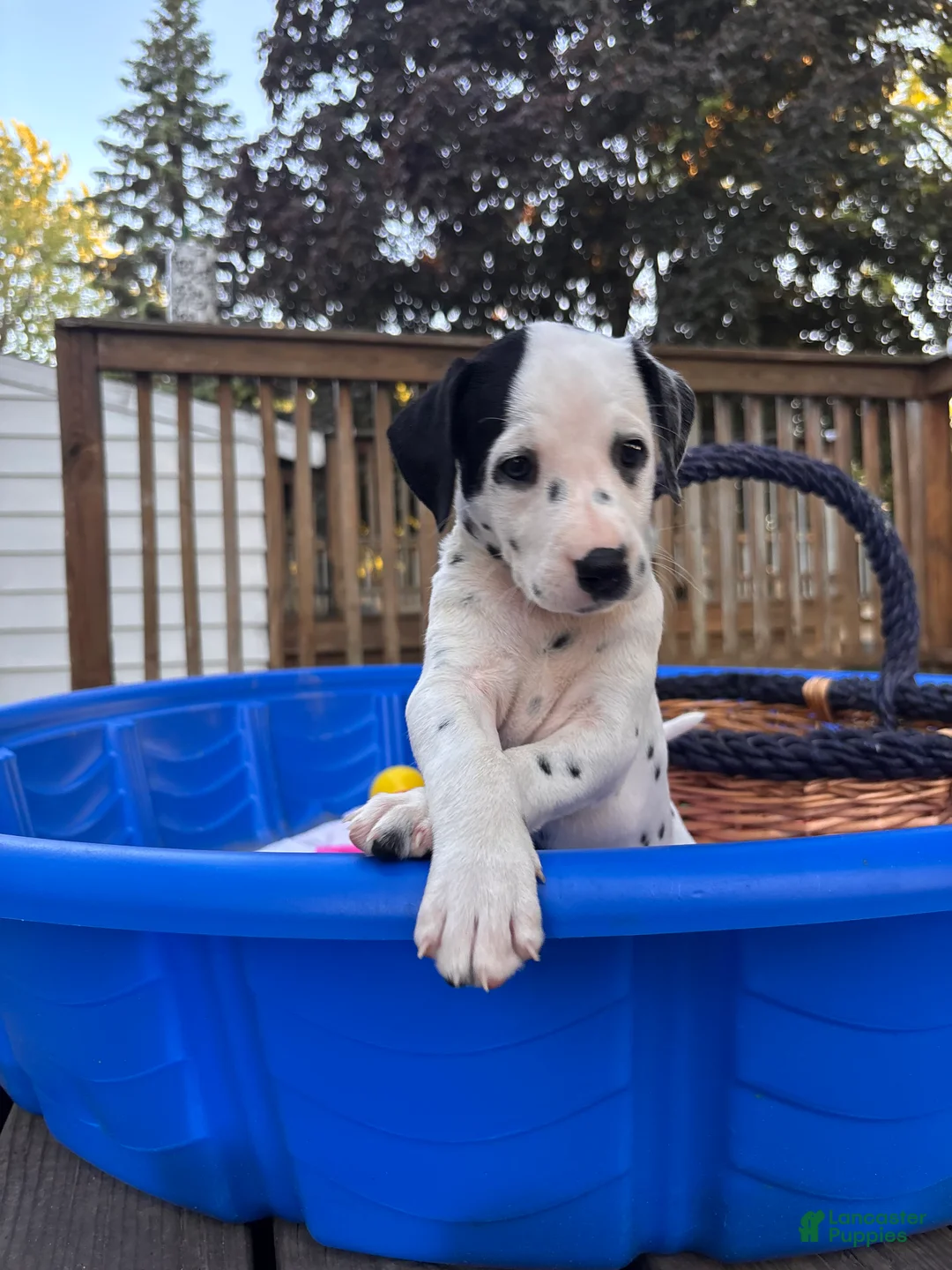 Dalmatian dogs for sale: Dalmatian 5 - Ad 2