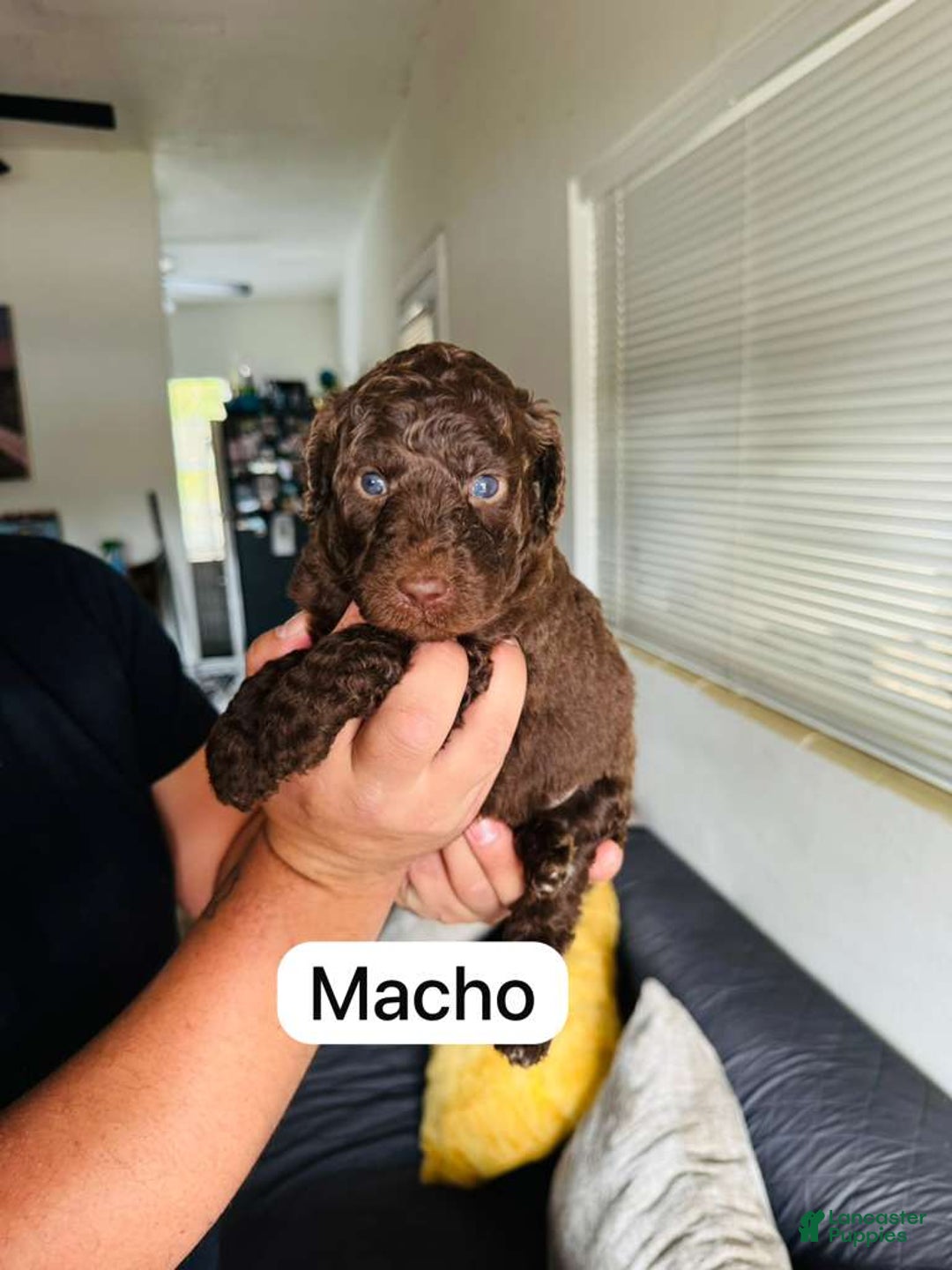 Standard Poodle dogs for sale: Standard Poodle Puppy 1 - Ad 1