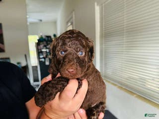 Standard Poodle dogs Standard Poodle Puppy 1 - Ad 29