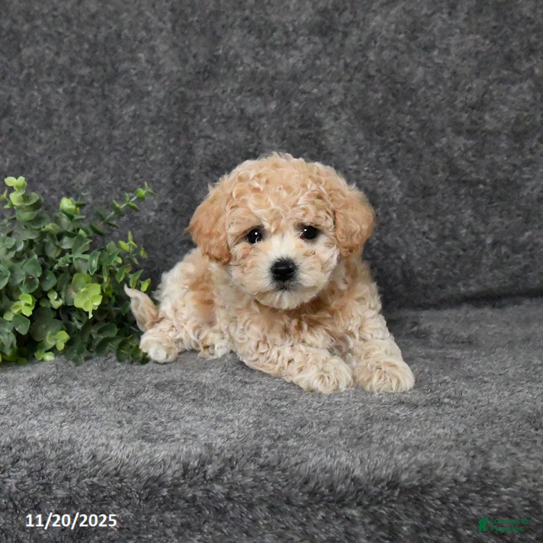 Bichpoo dogs for sale: Twinkles - Ad 2