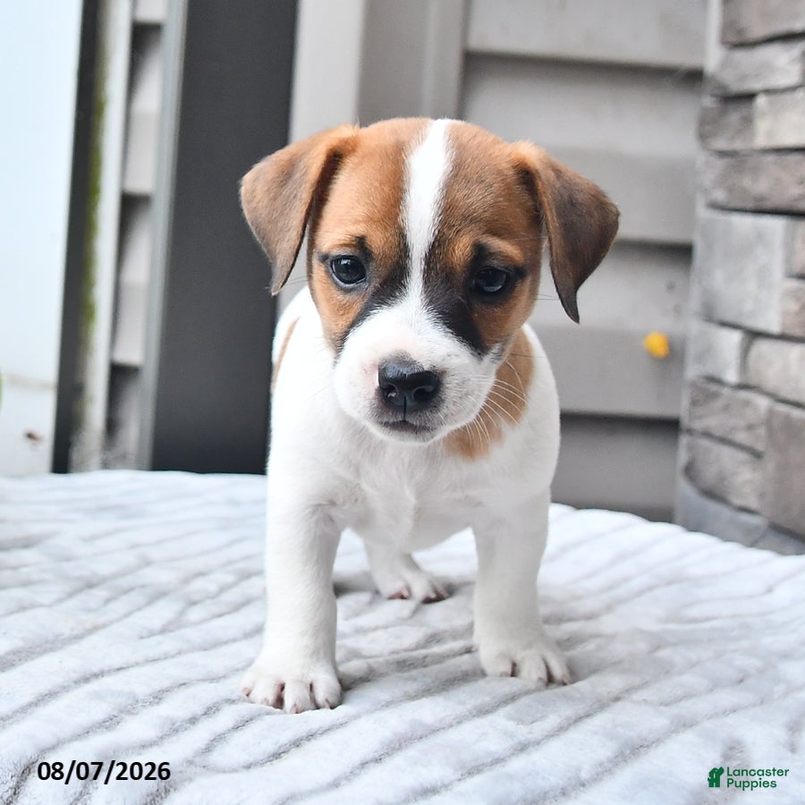 Jack Russell Terrier dogs Winston - Ad 1