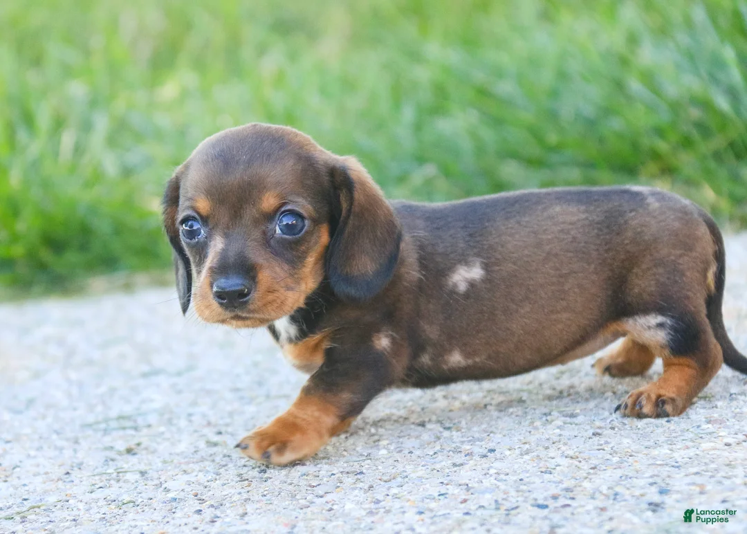 Miniature Dachshund dogs for sale: Maxine Miniature Dachshund  - Ad 2