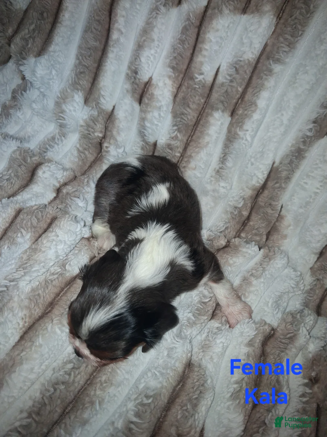 Cavalier King Charles Spaniel dogs for sale: Kala - Ad 2