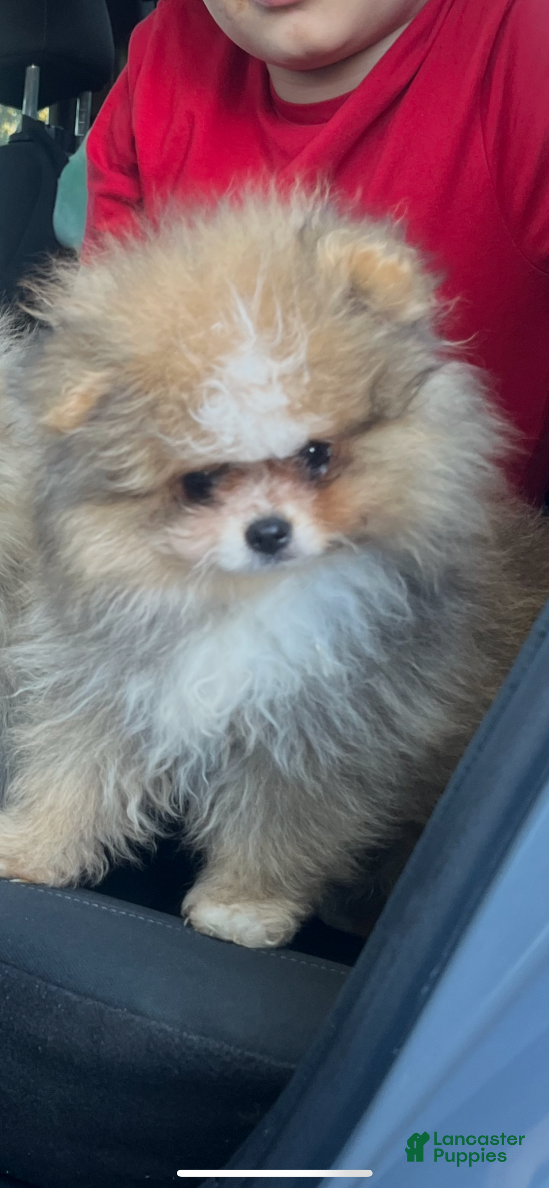Pomeranian dogs for sale: Pomeranian Puppy 2 - Ad 1