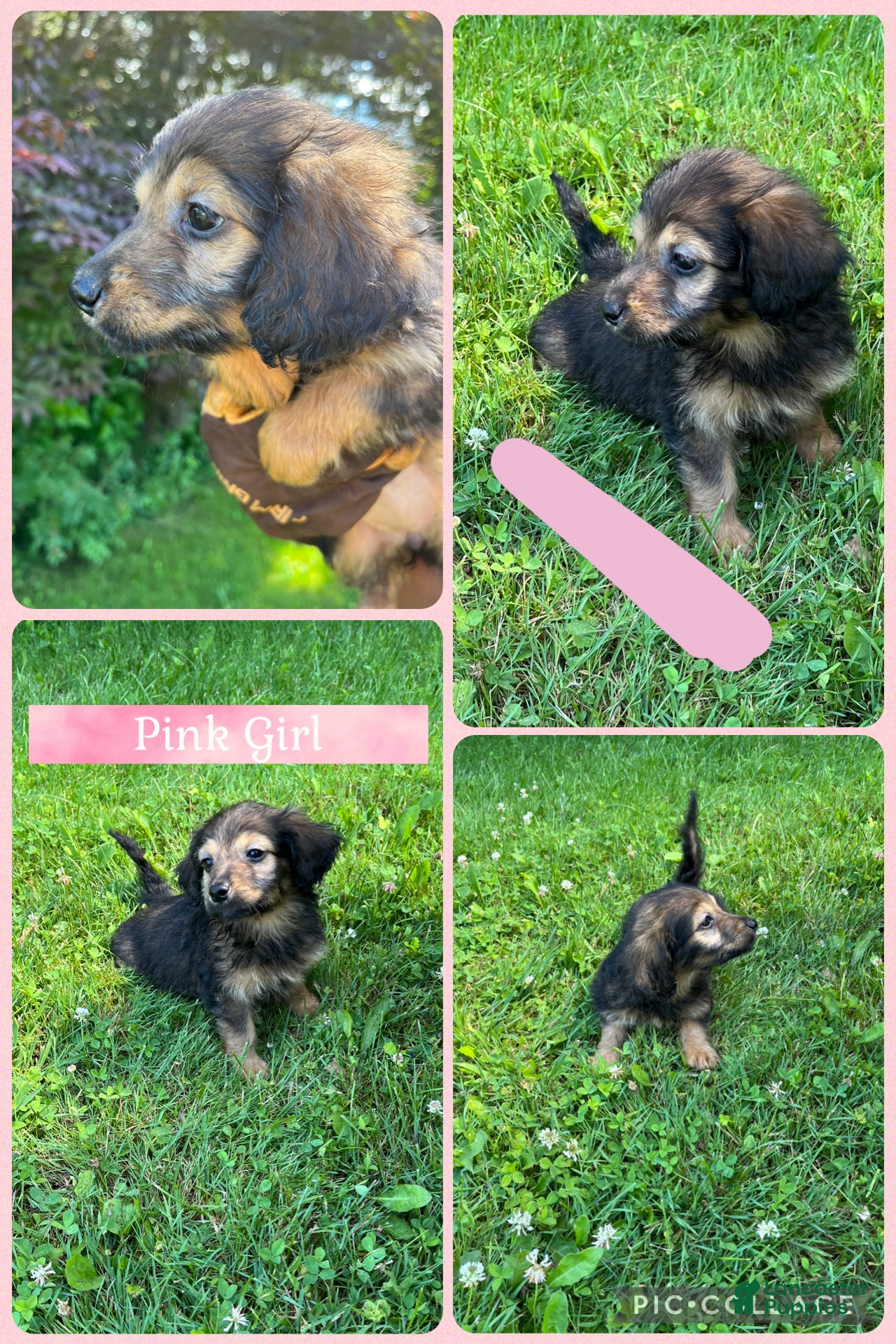Doxiepoo dogs Pink Girl - Ad 6