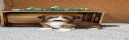Havanese dogs for sale: Sheldon  - Ad 7