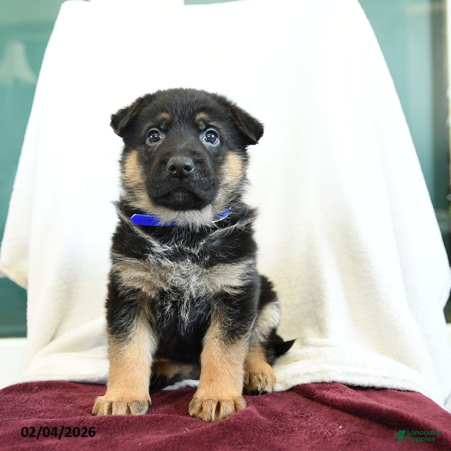 German Shepherd dogs Abby - Ad 2