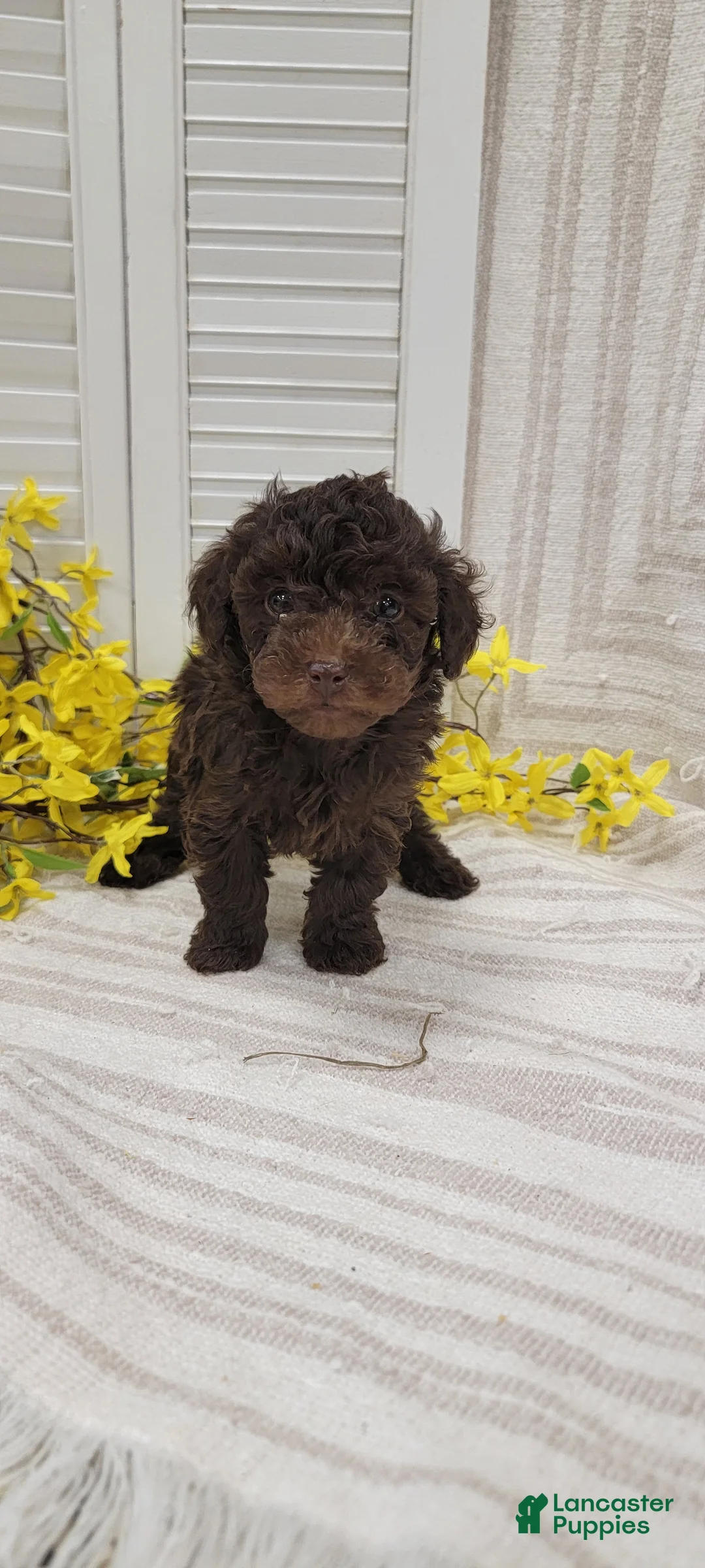 Toy Poodle dogs for sale: Ryder - Ad 2