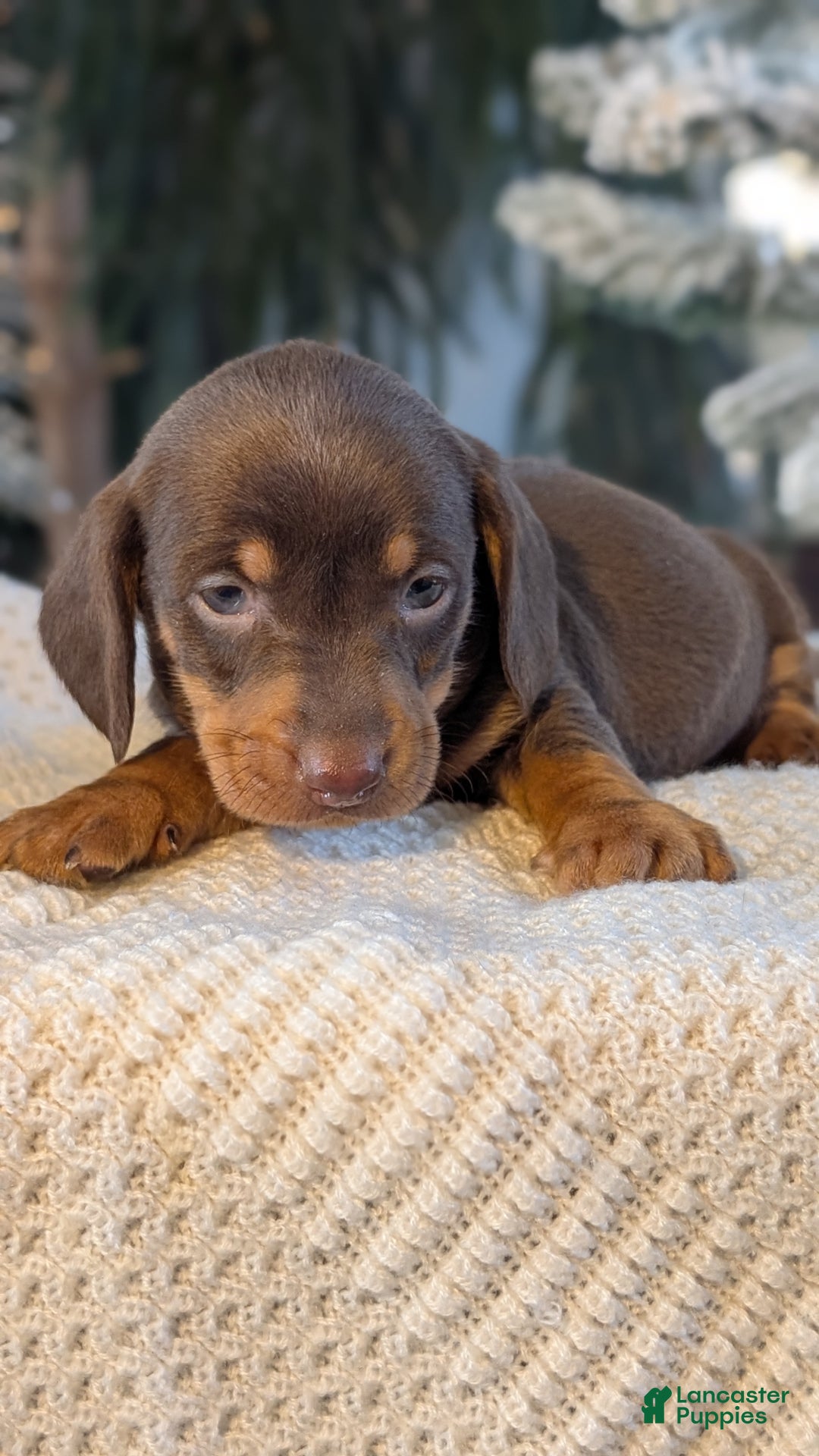 Miniature Dachshund dogs for sale: Finn - Ad 2
