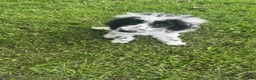 Standard Poodle dogs for sale: Standard Poodle 3 - Ad 1