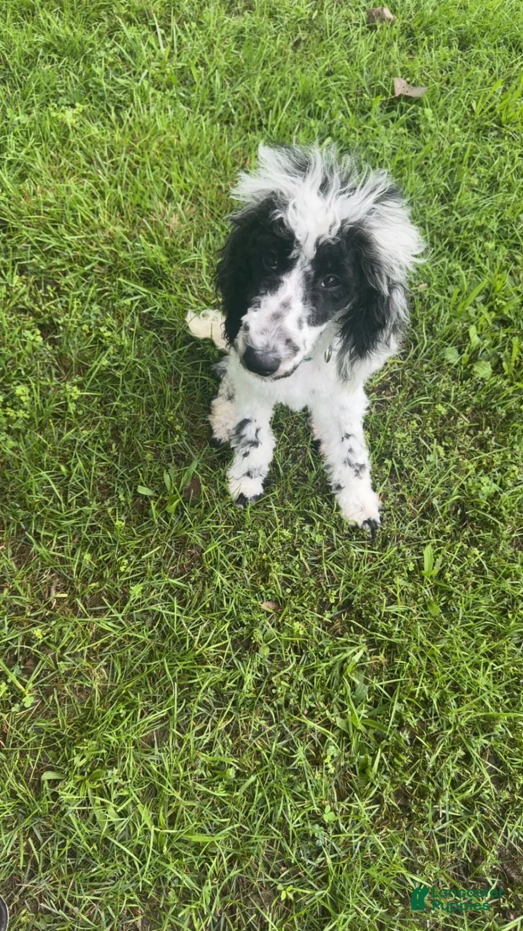 Standard Poodle dogs for sale: Standard Poodle 3 - Ad 1