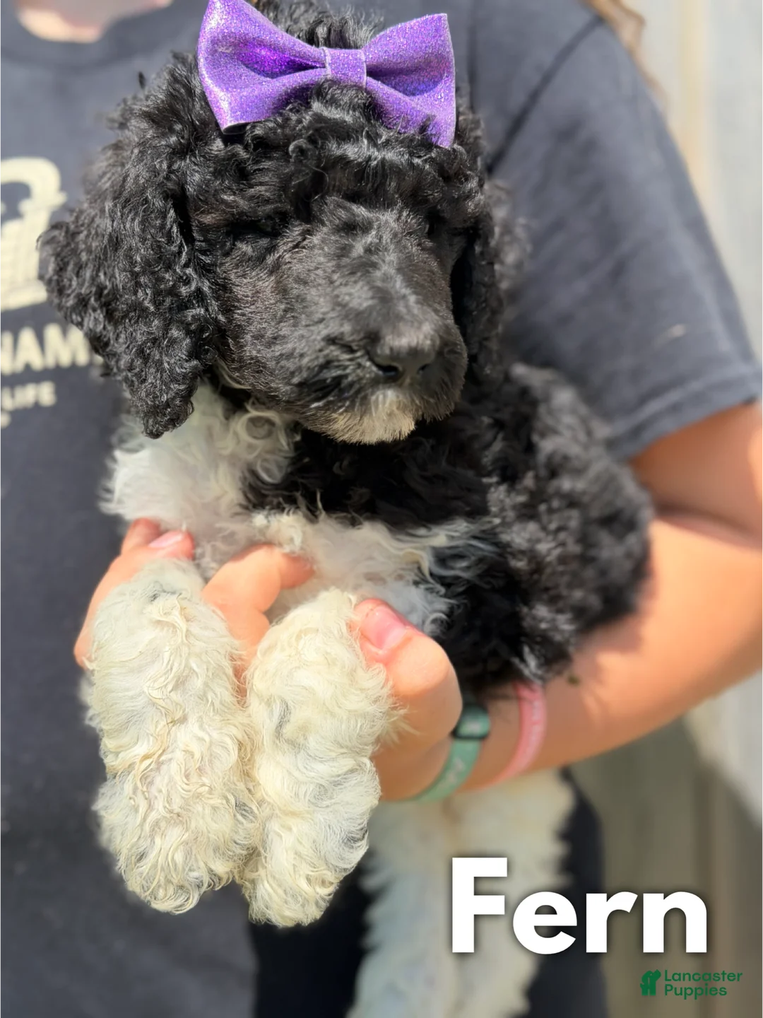 Standard Poodle dogs for sale: Fern - AKC - Ad 2