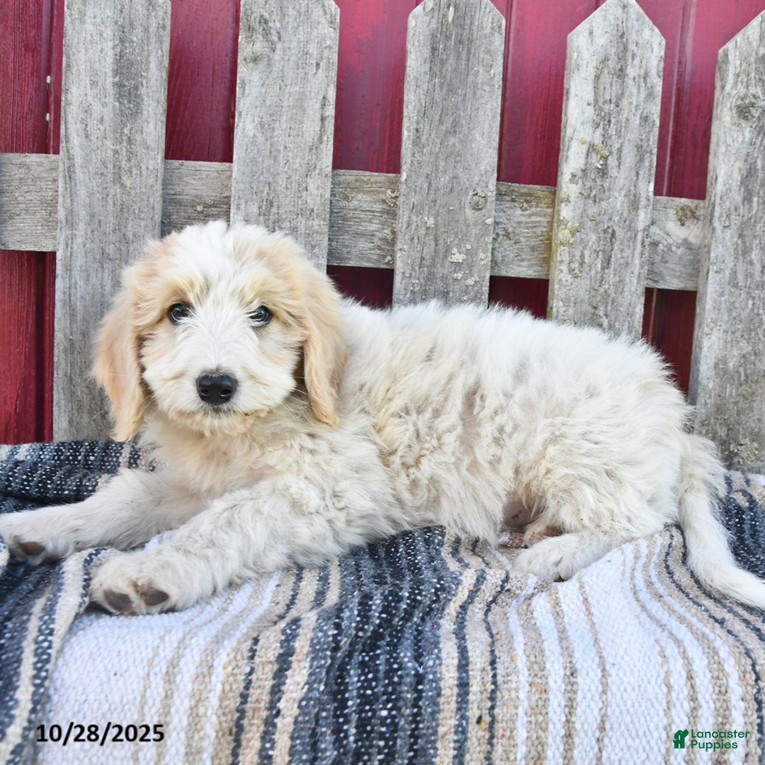 Bernedoodle dogs for sale: Boomer - Ad 8