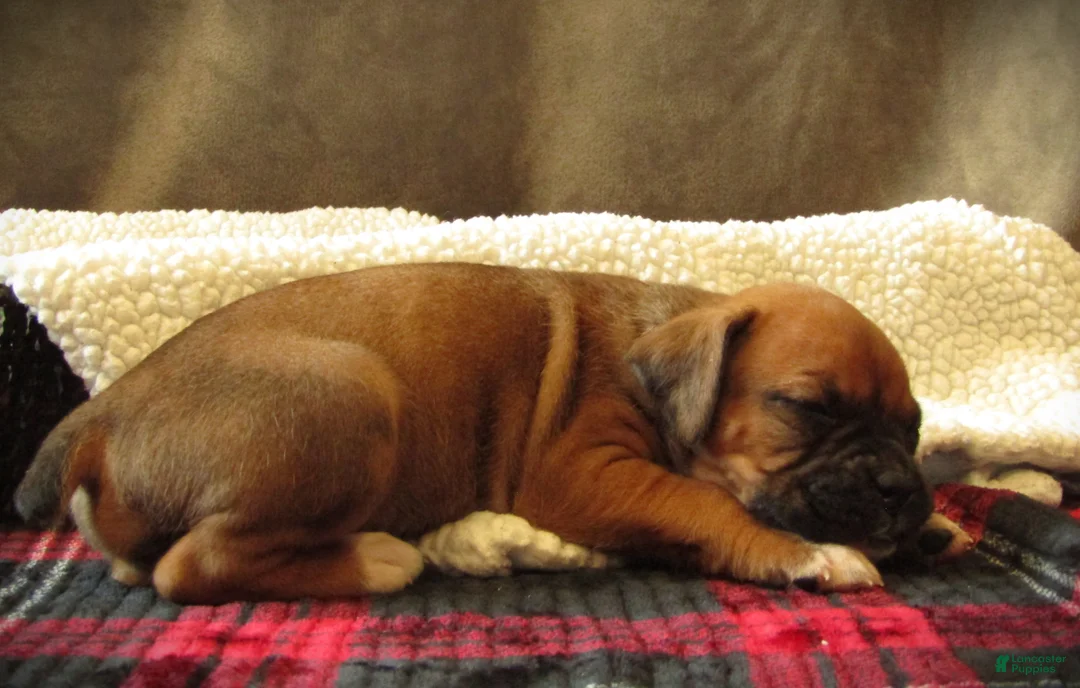 Boxer dogs for sale: Sami - Ad 2