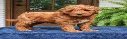 Mini Goldendoodle dogs for sale: Howard  - Ad 3