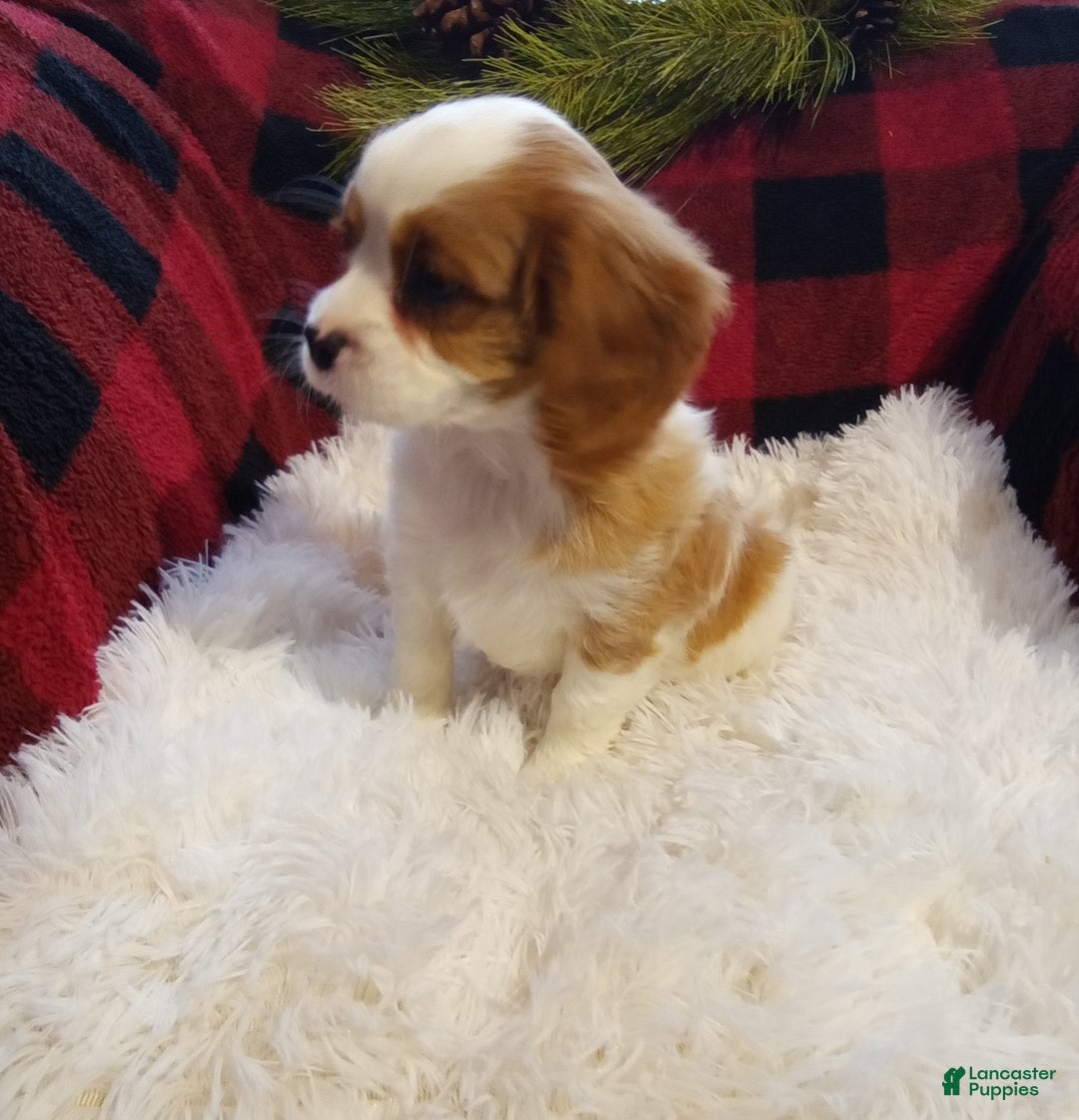 Cavalier King Charles Spaniel dogs for sale: Macy - Ad 8