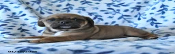 Puggle dogs for sale: Snickers  - Ad 4