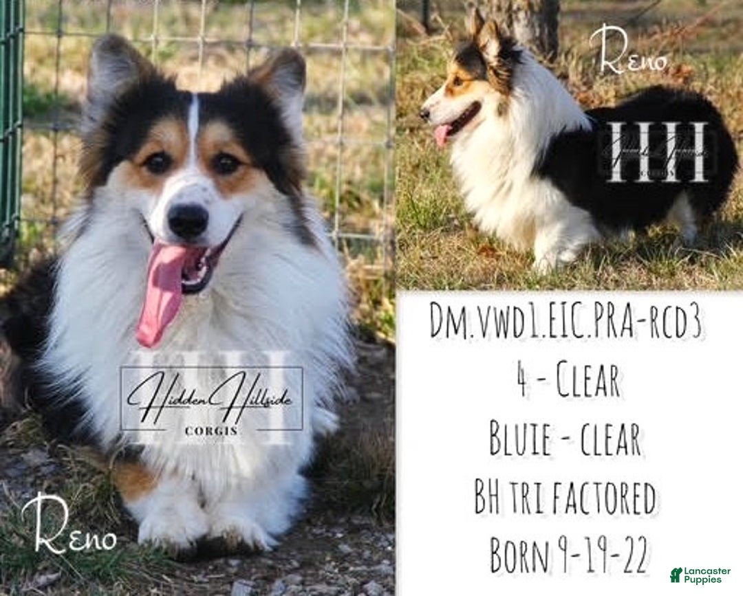 Welsh Corgi Pembroke dogs for sale: Madeline - Ad 6