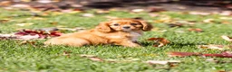 Cavalier King Charles Spaniel dogs for sale: Chewy - Ad 6