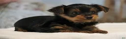 Yorkshire Terrier dogs for sale: Tucker - Ad 5