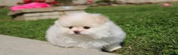 Pomeranian dogs for sale: Lola - Ad 8