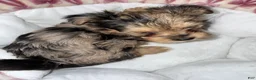 Yorkshire Terrier dogs for sale: Nala - Ad 3