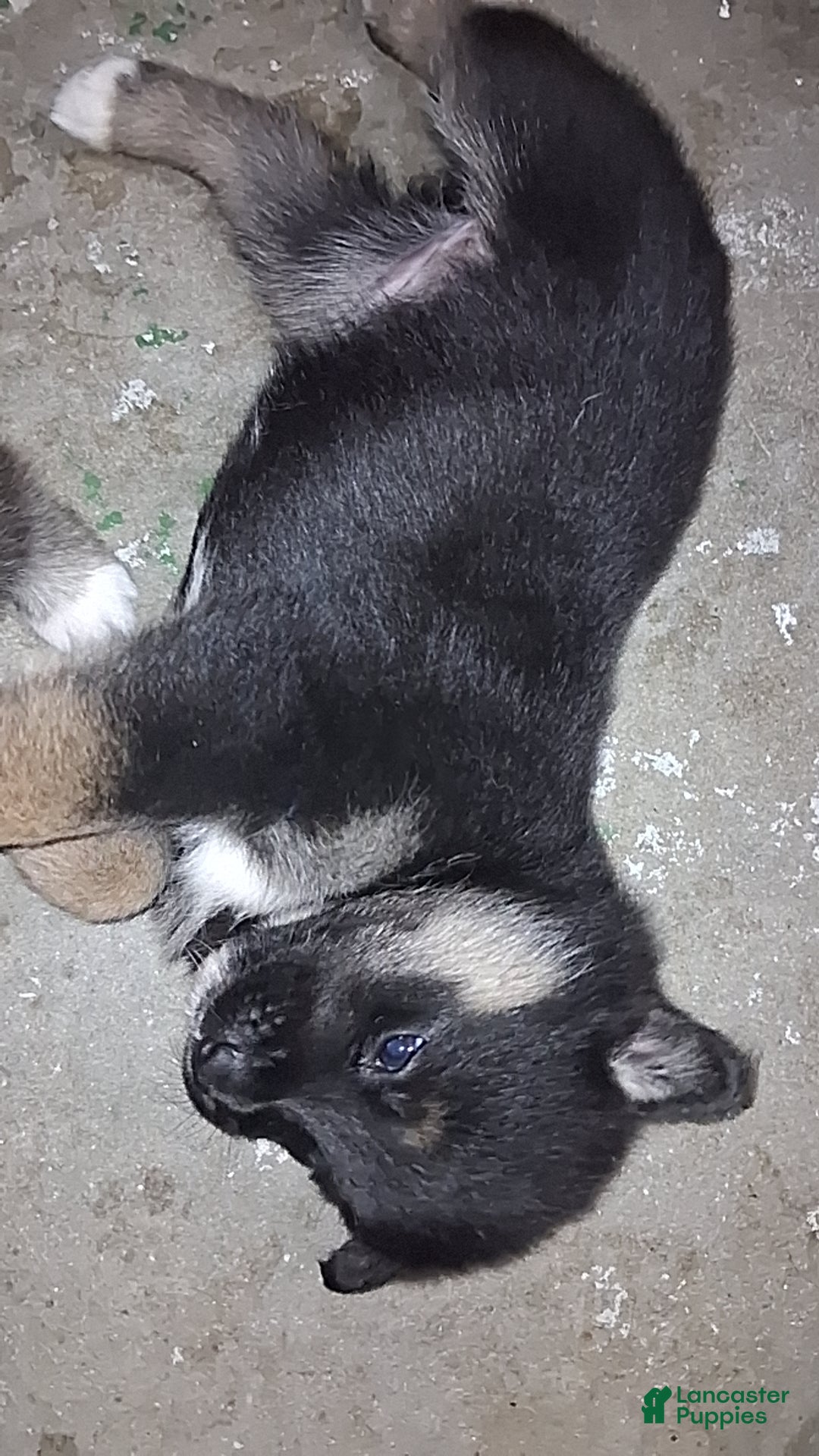 Mixed Breed dogs Mixed Breed Puppy 5 - Ad 16