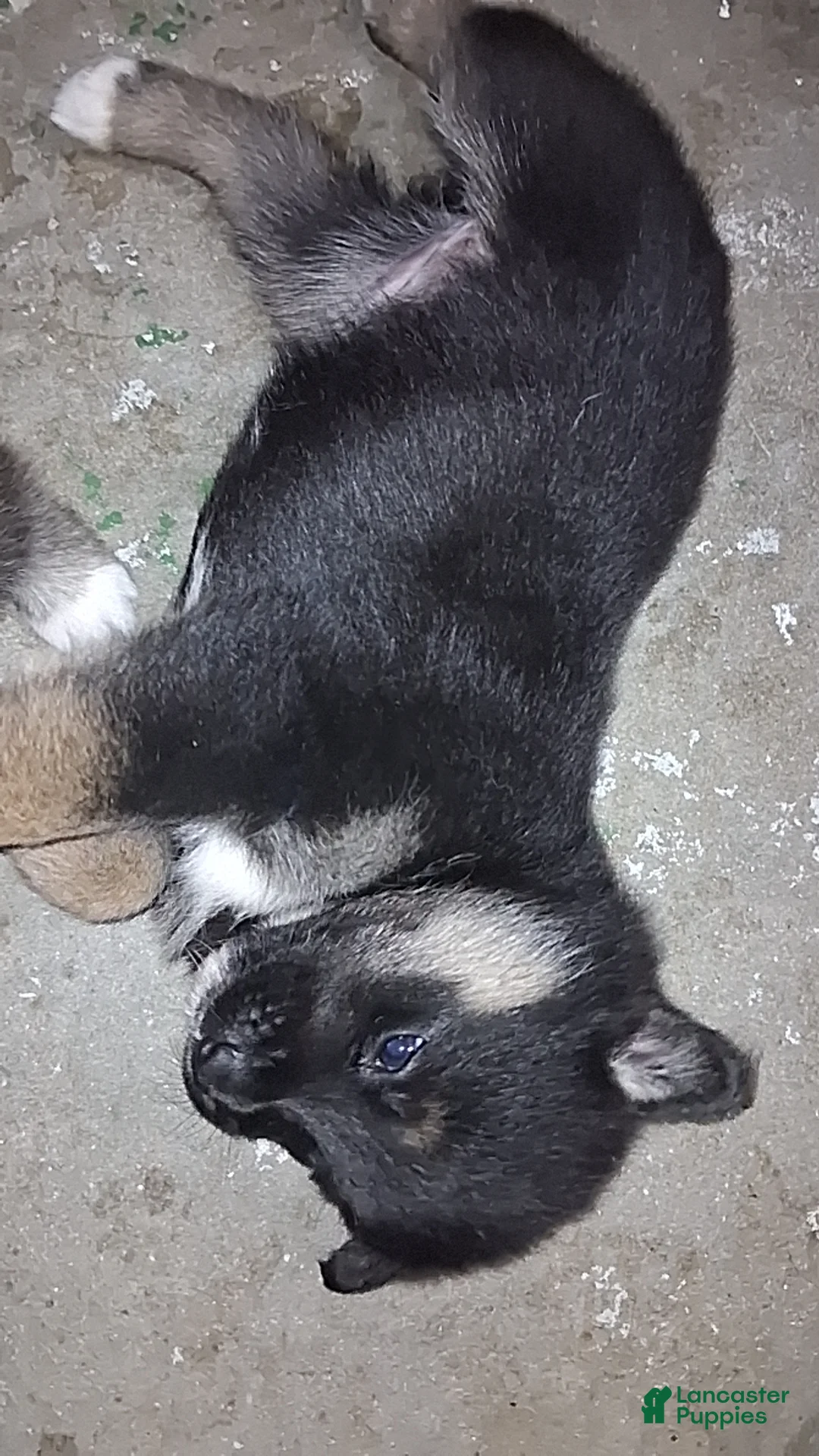 Mixed Breed dogs for sale: Mixed Breed Puppy 5 - Ad 1