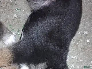 Mixed Breed dogs Mixed Breed Puppy 5 - Ad 13