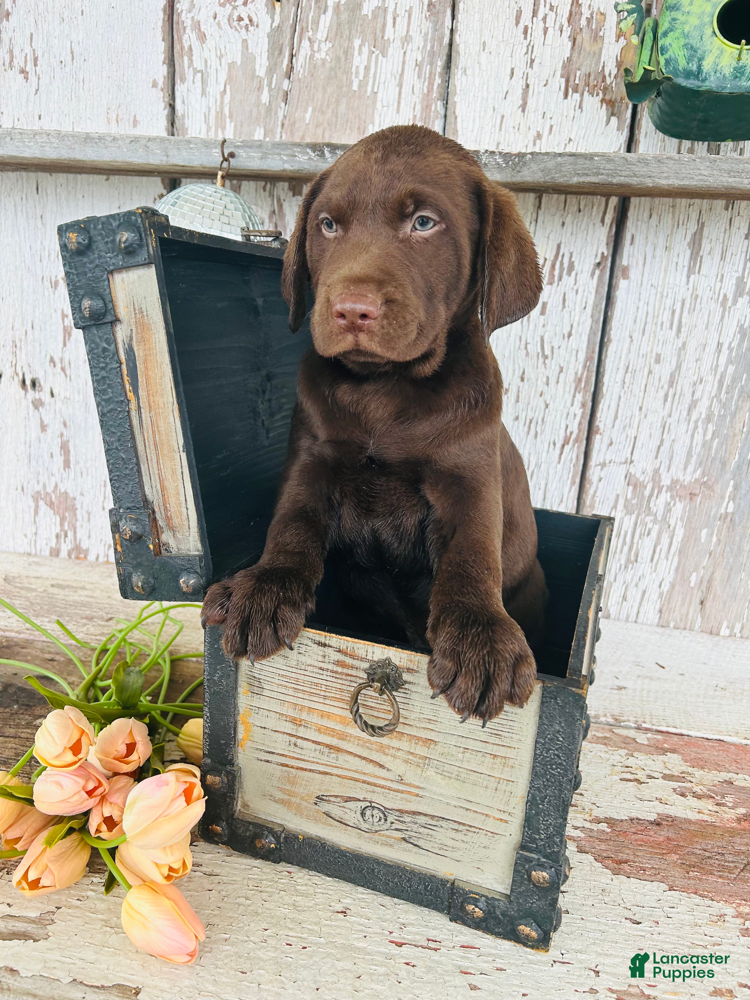 Labrador Retriever dogs Keith - Ad 1