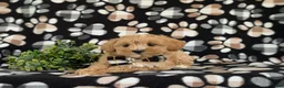 Maltipoo dogs for sale: Radclyf 7 lbs Full Grown - Ad 5