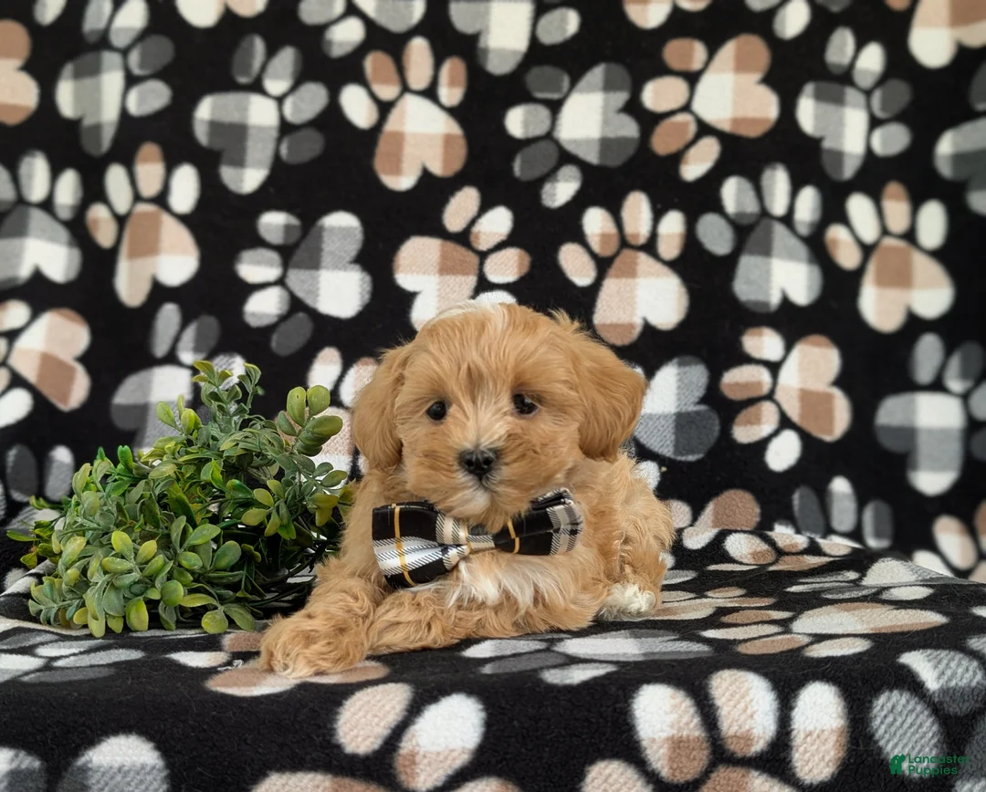 Maltipoo dogs for sale: Radclyf 7 lbs Full Grown - Ad 5