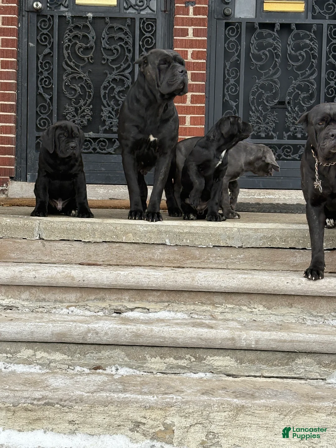 Cane Corso dogs for sale: Cane Corso Puppy 3 - Ad 5