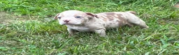 Olde English Bulldogge dogs for sale: Olde English Bulldogge 10 - Ad 4