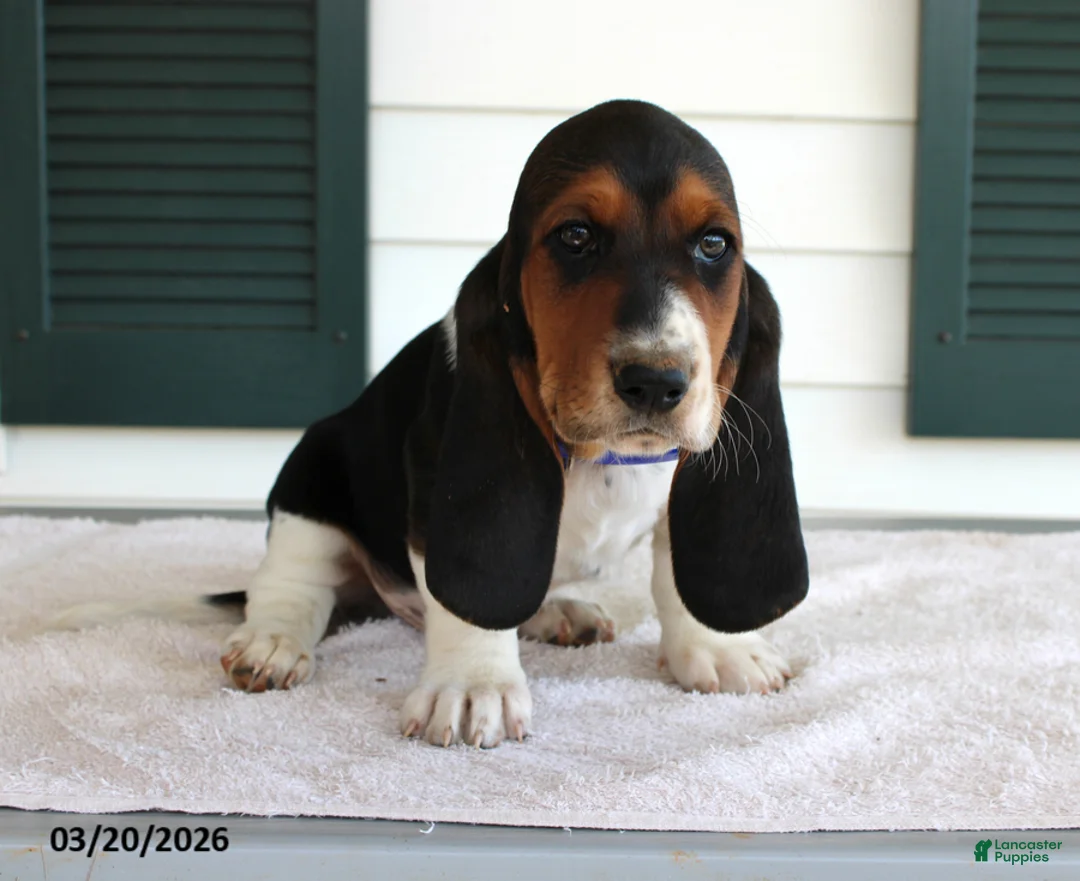 Basset Hound dogs for sale: Sophia - Ad 1