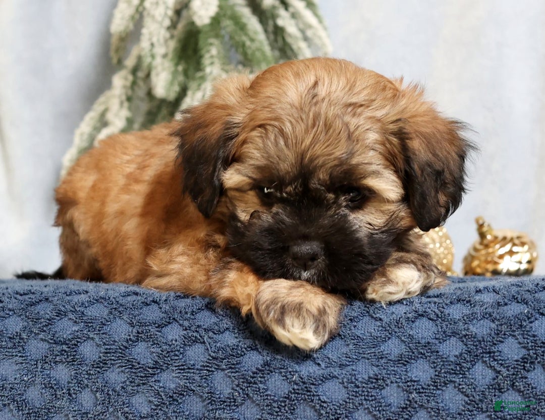 Mixed Breed dogs for sale: Jessica - Ad 4