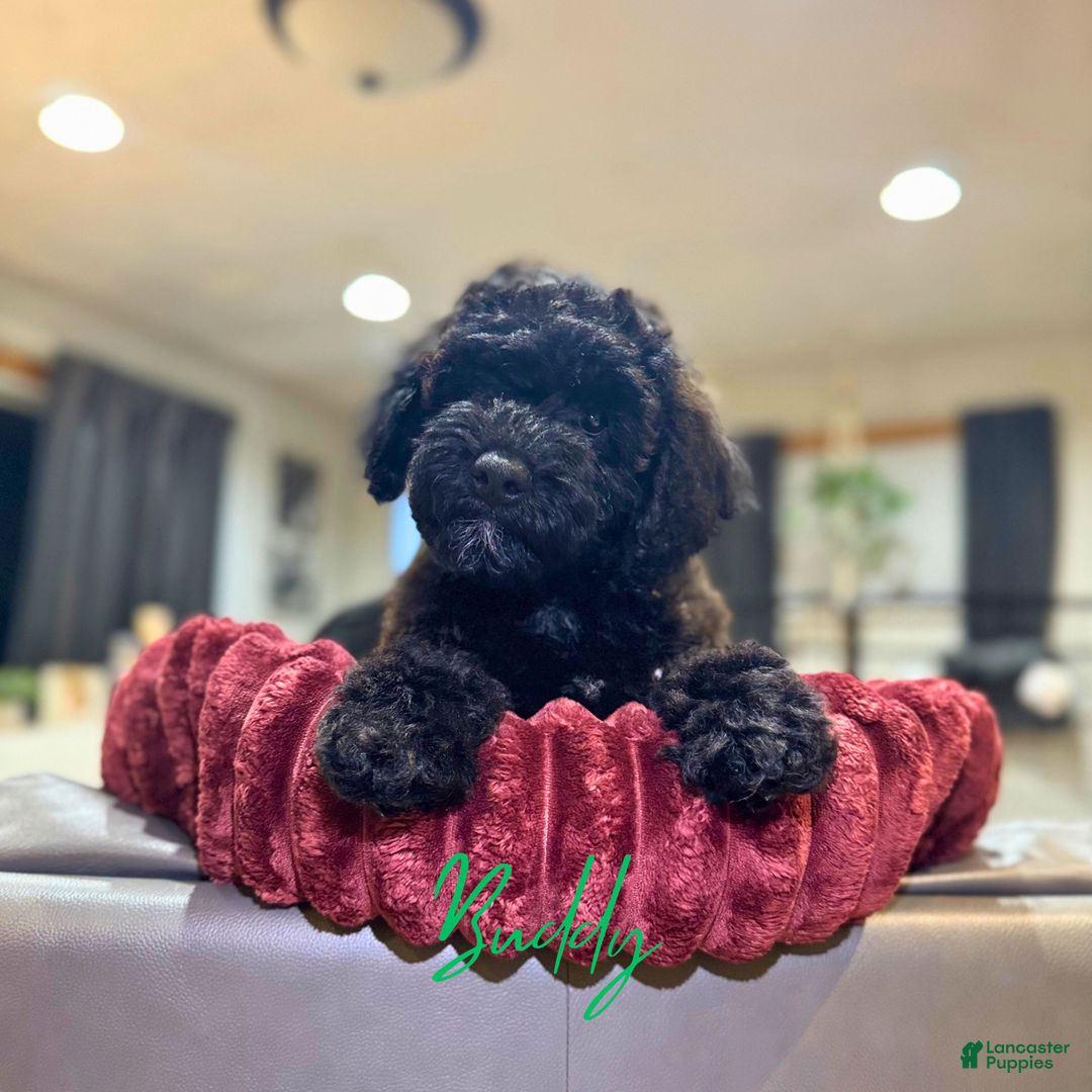 Mini Goldendoodle dogs for sale: Mini Goldendoodle Puppy 1 - Ad 4