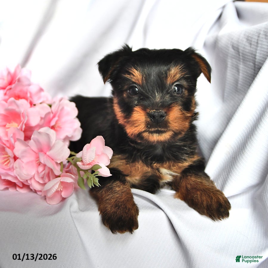 Yorkshire Terrier dogs Oscar - Ad 24
