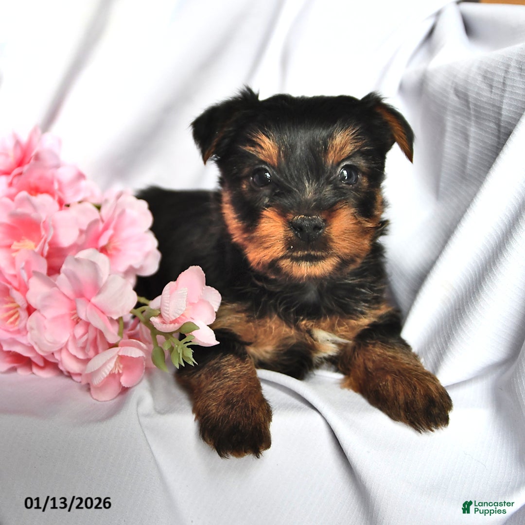 Yorkshire Terrier dogs for sale: Oscar - Ad 1