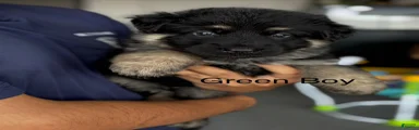 German Shepherd 4