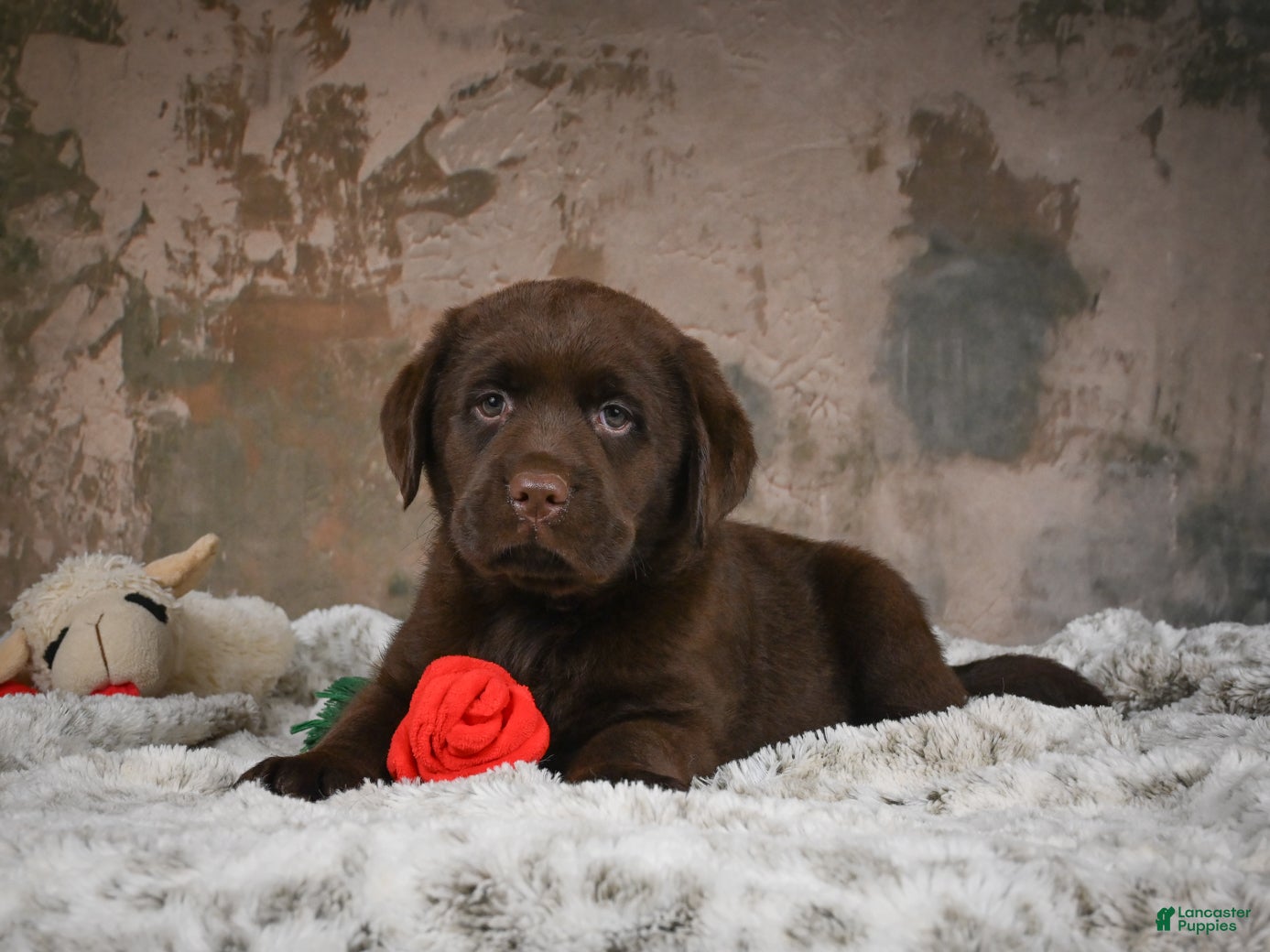Labrador Retriever dogs Lexi - Ad 1