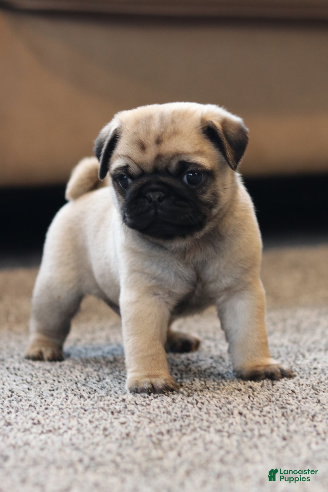 Pug dogs for sale: Champion Otis - Ad 6