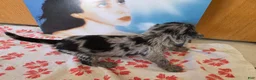 Miniature Schnauzer dogs for sale: Rosie - Ad 2