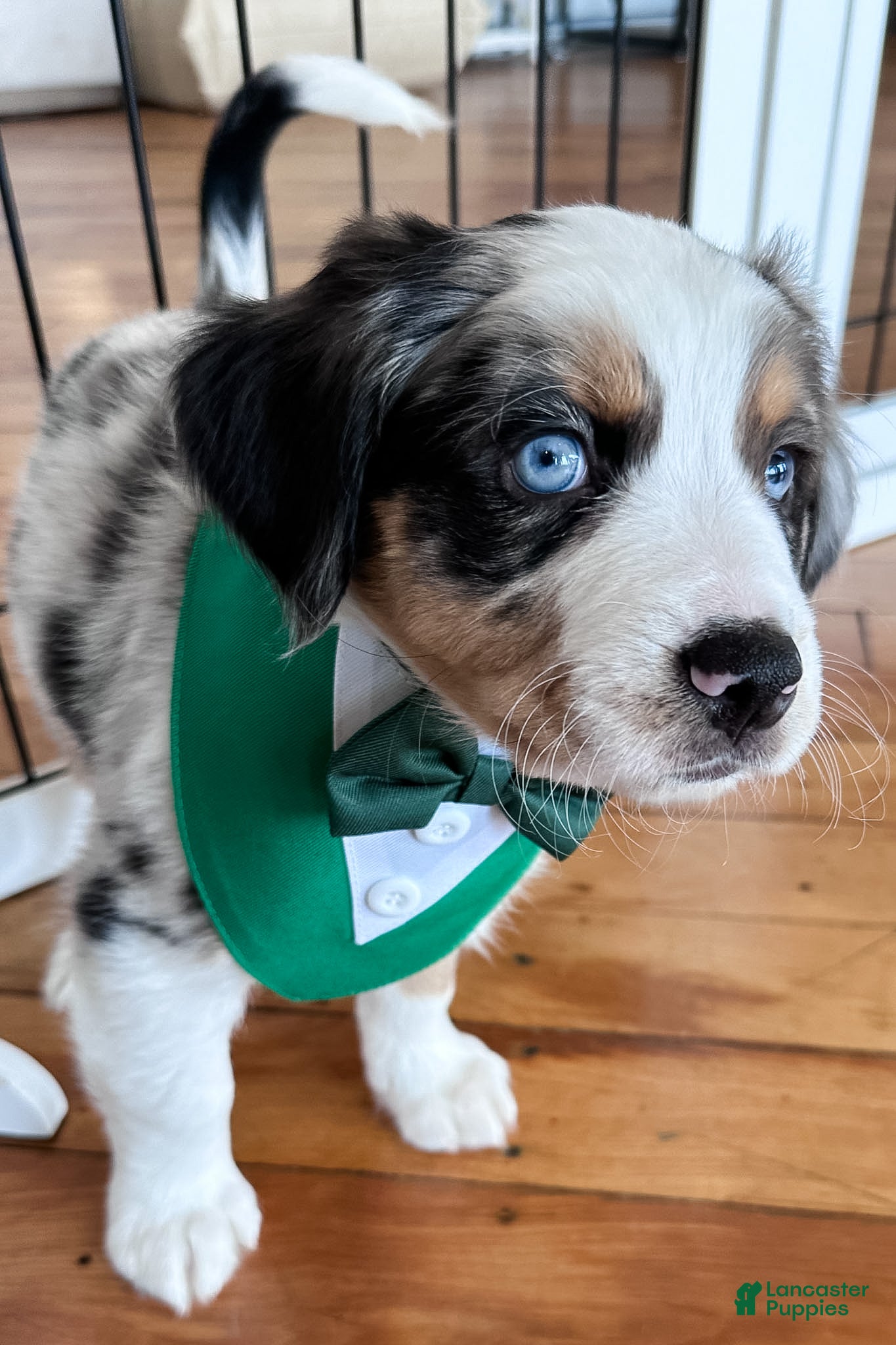 Mixed Breed dogs Bagel - Ad 2