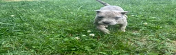 American Bully dogs for sale: American Bully Puppy 3 - Ad 2