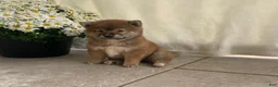 Shiba Inu dogs for sale: Callie - Ad 2