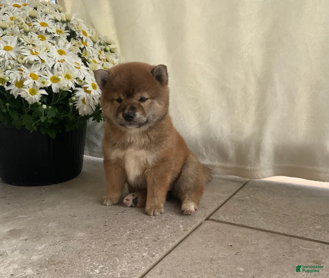 Shiba Inu dogs for sale: Callie - Ad 2